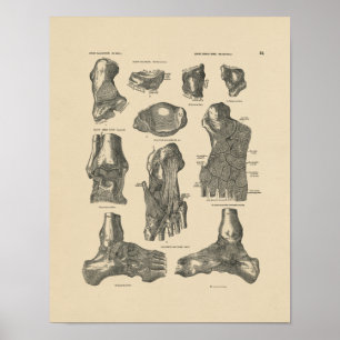  anatomie 1880 afdrukken poster