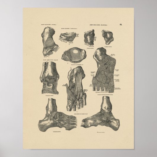 anatomie 1880 afdrukken poster (Voorkant)