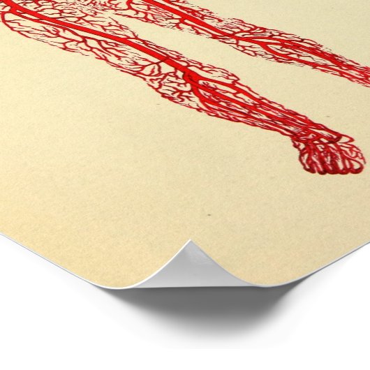  anatomie 1920-arteriekunst afdrukken poster (Hoek)