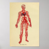  anatomie 1920-arteriekunst afdrukken poster (Voorkant)