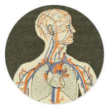 Anatomie Aderen en Arteriën Illustratie