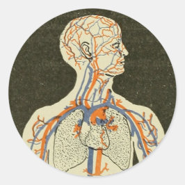 Anatomie Aderen en Arteriën Illustratie Ronde Sticker