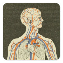 Anatomie Aderen en Arteriën Illustratie