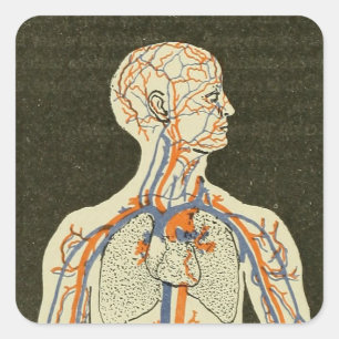 Anatomie Aderen en Arteriën Illustratie Vierkante Sticker