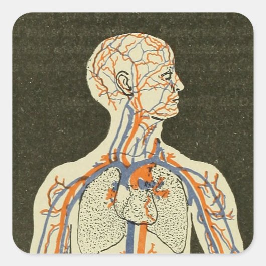  Anatomie Aderen en Arteriën Illustratie Vierkante Sticker (Voorkant)