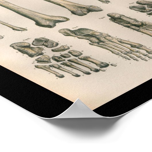  anatomie Afdrukbeen Botten Poster (Hoek)