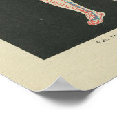  anatomie Afdrukbloedvaten Poster (Hoek)