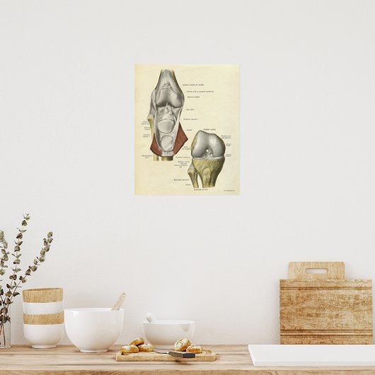  anatomie AfdrukBotten knie Poster (Keuken)