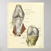  anatomie AfdrukBotten knie Poster (Voorkant)