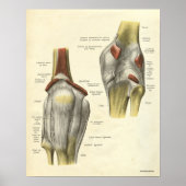  anatomie AfdrukBotten knie Poster (Voorkant)
