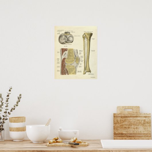  anatomie AfdrukBotten knie Poster (Keuken)