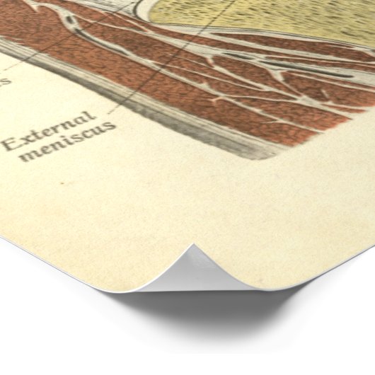  anatomie AfdrukBotten knie Poster (Hoek)