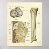 anatomie AfdrukBotten knie Poster (Voorkant)
