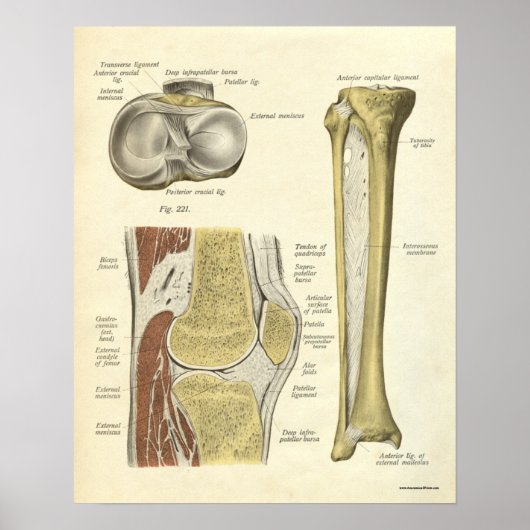  anatomie AfdrukBotten knie Poster (Voorkant)