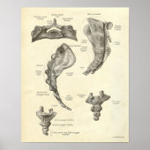  anatomie AfdrukBotten Sacrum Poster (Voorkant)