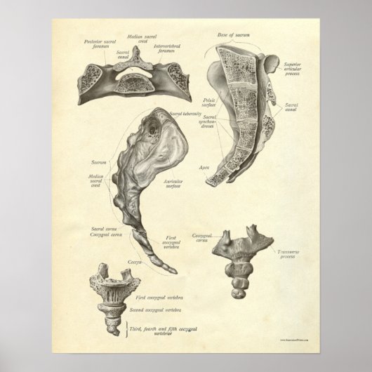  anatomie AfdrukBotten Sacrum Poster (Voorkant)