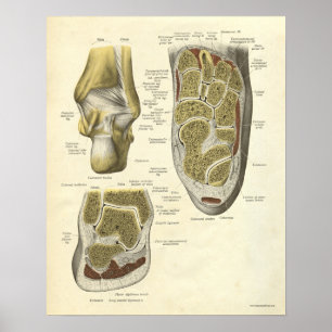  anatomie AfdrukBotten van ankle Poster