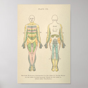 anatomie Afdrukdermatomen Nerve Patronen Poster