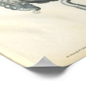 Anatomie Afdrukken abdominale organen Poster (Hoek)