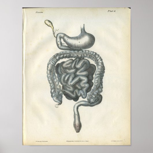 Anatomie Afdrukken abdominale organen Poster (Voorkant)