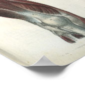 Anatomie Afdrukken Beenspieren en Heup Poster (Hoek)