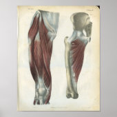 Anatomie Afdrukken Beenspieren en Heup Poster (Voorkant)