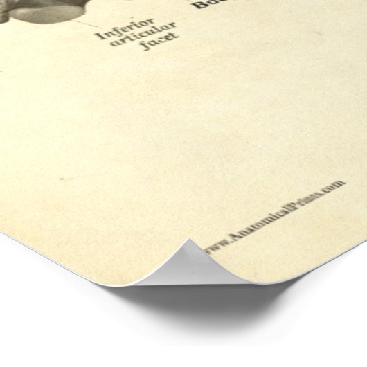  anatomie Afdrukken Botten Baarwervel Poster (Hoek)