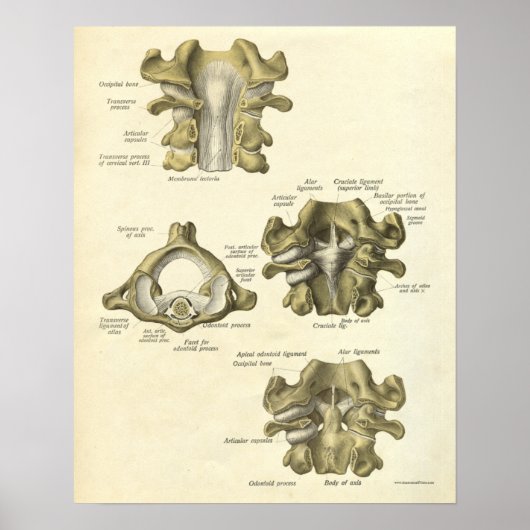 anatomie Afdrukken Botten Baarwervelkolom Poster (Voorkant)