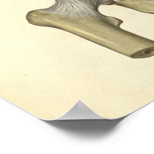 anatomie Afdrukken Botten Pelvis Poster (Hoek)