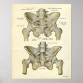 anatomie Afdrukken Botten Pelvis Poster (Voorkant)