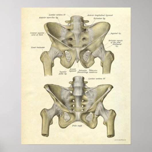  anatomie Afdrukken Botten Pelvis Poster (Voorkant)