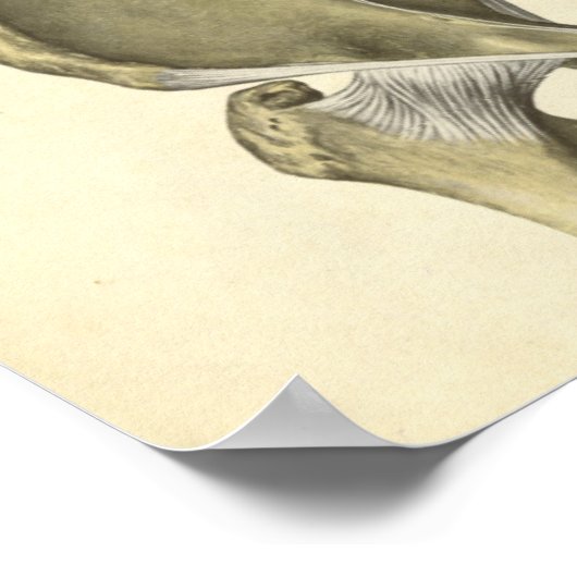  anatomie Afdrukken Botten Pelvis Poster (Hoek)