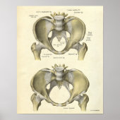  anatomie Afdrukken Botten Pelvis Poster (Voorkant)