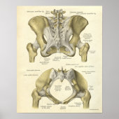 anatomie Afdrukken Botten Pelvis Poster (Voorkant)
