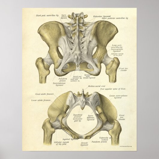 anatomie Afdrukken Botten Pelvis Poster (Voorkant)