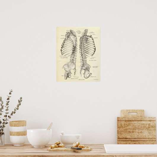  anatomie Afdrukken Botten Spinale kolom Poster (Keuken)