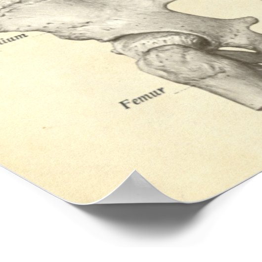 anatomie Afdrukken Botten Spinale kolom Poster (Hoek)