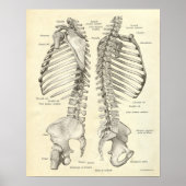 anatomie Afdrukken Botten Spinale kolom Poster (Voorkant)