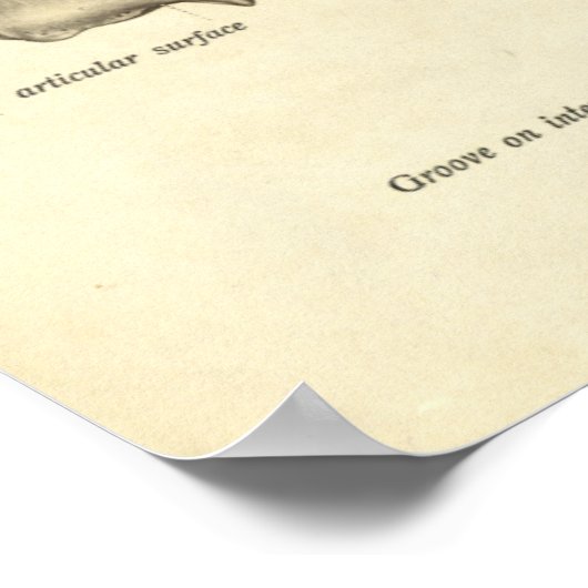  anatomie Afdrukken Botten Tibia Poster (Hoek)