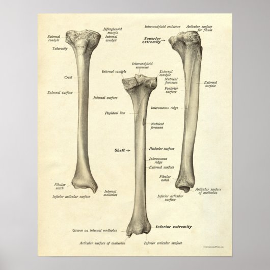  anatomie Afdrukken Botten Tibia Poster (Voorkant)