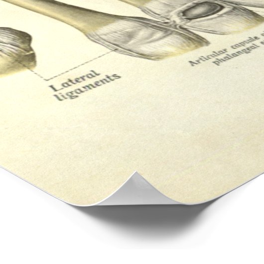 anatomie Afdrukken Botten van handpols Poster (Hoek)