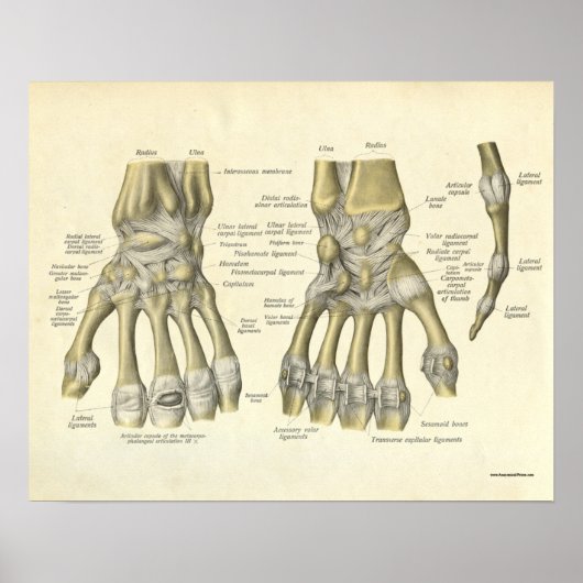 anatomie Afdrukken Botten van handpols Poster (Voorkant)