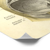  anatomie Afdrukken Botten van Hip Joint Poster (Hoek)