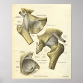  anatomie Afdrukken Botten van Hip Joint Poster (Voorkant)