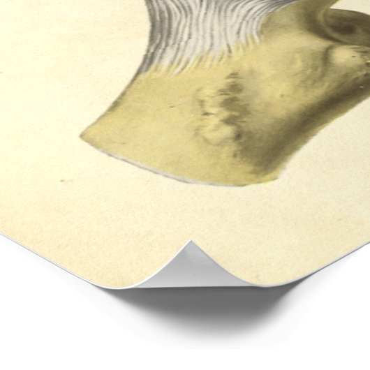  anatomie Afdrukken Botten van Hip Pelvis Poster (Hoek)