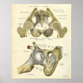  anatomie Afdrukken Botten van Hip Pelvis Poster (Voorkant)