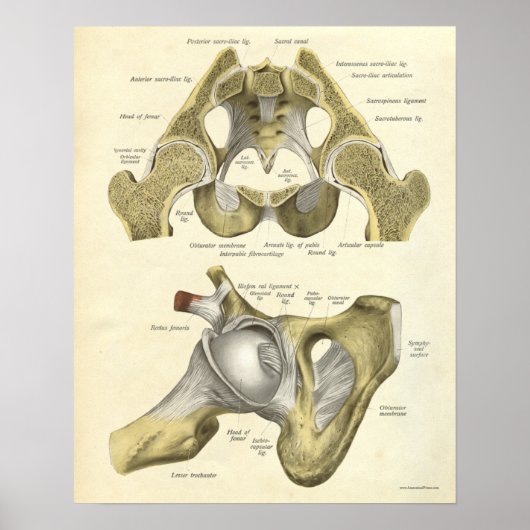 anatomie Afdrukken Botten van Hip Pelvis Poster (Voorkant)