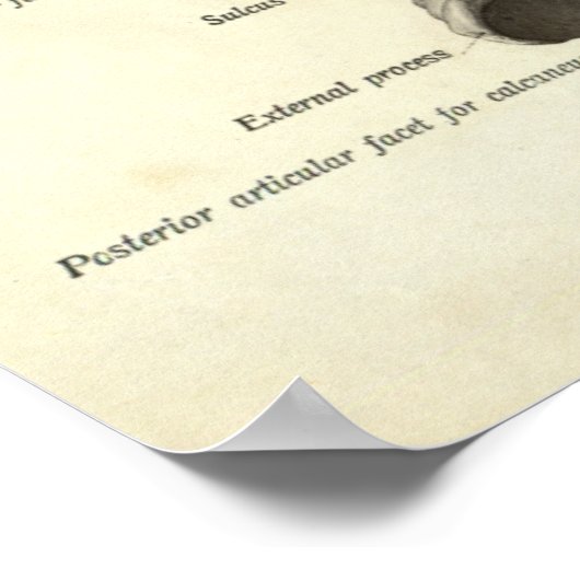  anatomie Afdrukken Botten van voet Poster (Hoek)