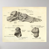  anatomie Afdrukken Botten van voet Poster (Voorkant)
