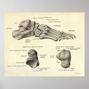  anatomie Afdrukken Botten van voet Poster